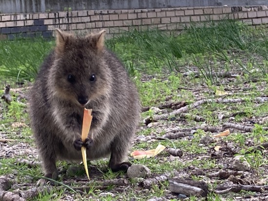 お気に入りの葉っぱを持つとカメラ目線に