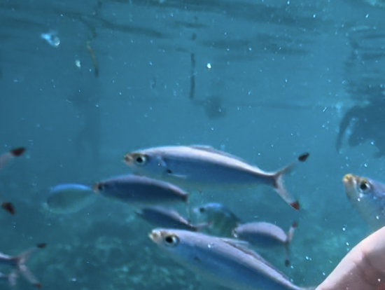 シュノーケリング