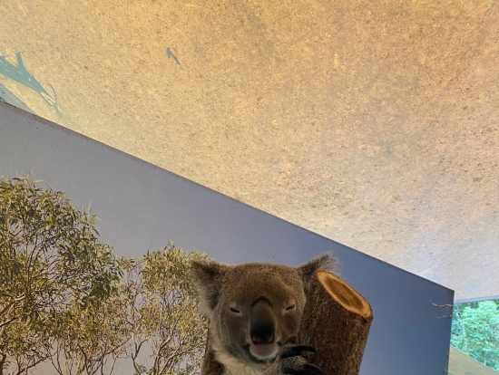 周りに人もいなくコアラタッチは自由に出来ました♡