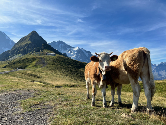 ハイキング中に出会った大人しくてかわいい牛さんたち