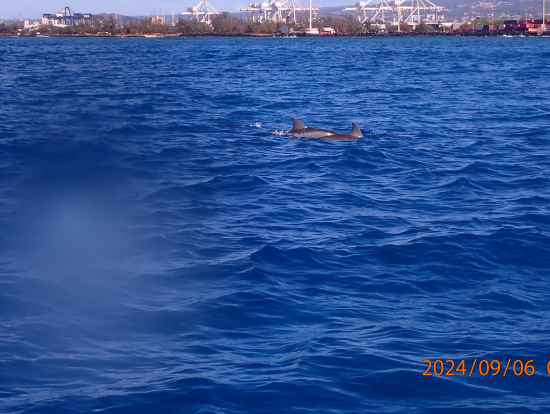 一緒に泳ぎたかった!!