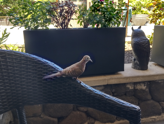 可愛い小鳥がお出迎え