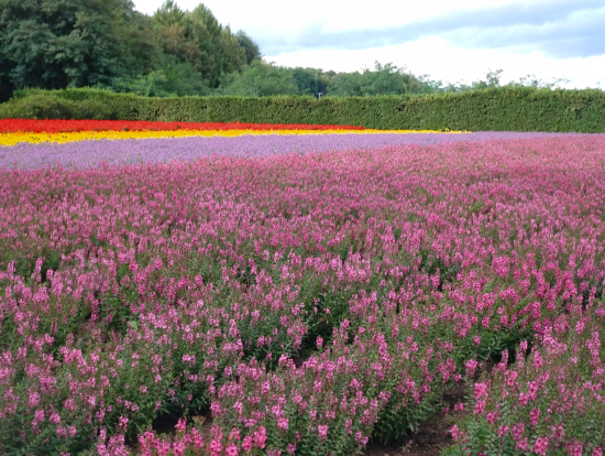 9月の富田ファーム