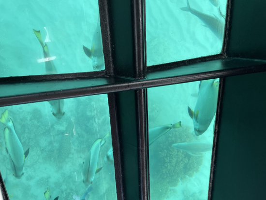 海亀も見られました！