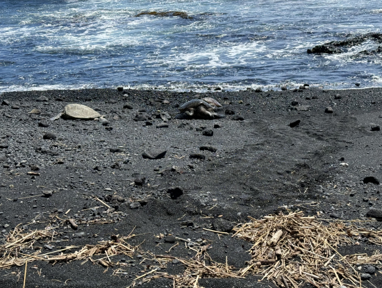 黒砂海岸で海亀に遭遇
