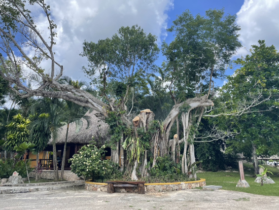 セノーテイキル出口近くの木の形が面白かったです