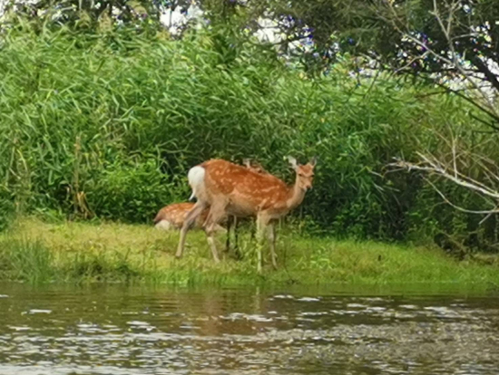 鹿がたくさんいました