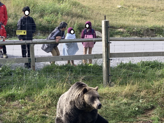 熊が見られるのはラッキーとのこと
