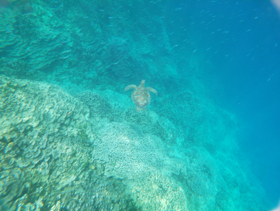 ウミガメとの遭遇