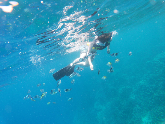 熱帯魚との触れ合い