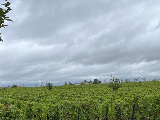 一面のぶどう畑