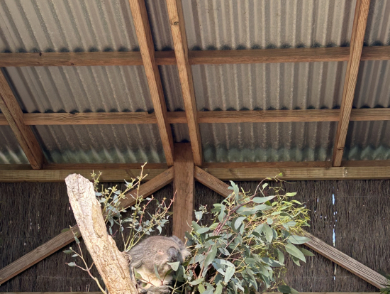 メルボルンはコアラを抱っこは出来ませんが記念撮影はできるようです