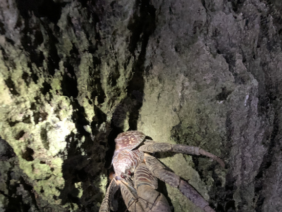 岩場にいたヤシガニ