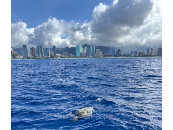 亀さんが、挨拶に来てくれました