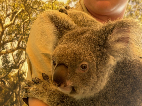 抱っこさせてもらったコアラ
