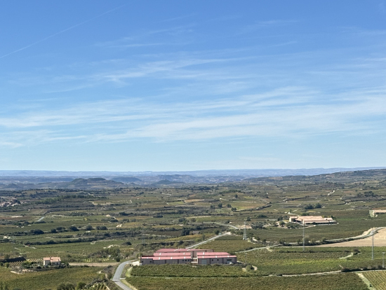 1軒目のワイナリーから見晴らすぶどう畑