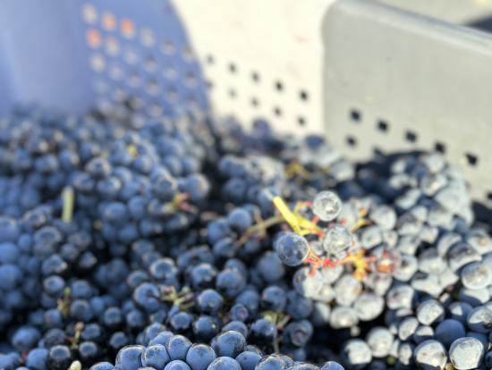 収穫したての葡萄