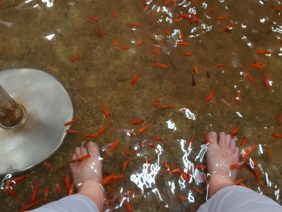 礁溪温泉 ドクターフィッシュ