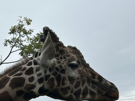 キリンの顔ちかっ!