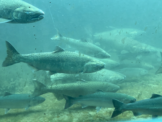 チッテンデン水門の鮭の俎上