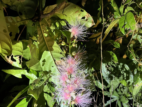 夜中に咲いて朝には落ちてしまう下がり花