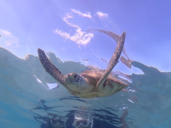 ウミガメと一緒に