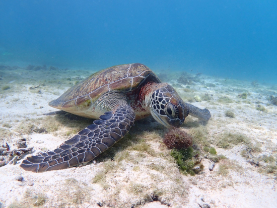 ウミガメ