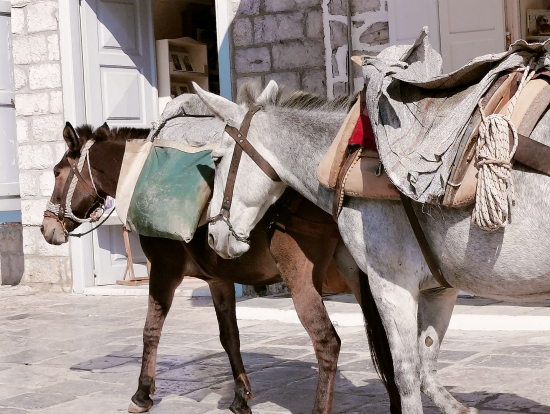 島内ホテル、ロバの荷物運びも大変みたい
