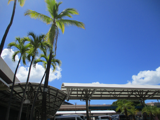 空港で送迎バスを待ちながら見た空とヤシ
