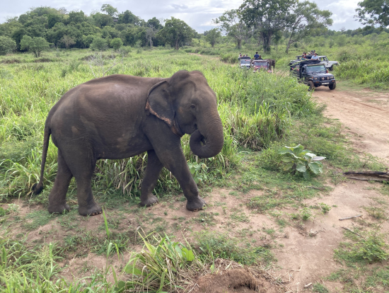 ジープサファリ