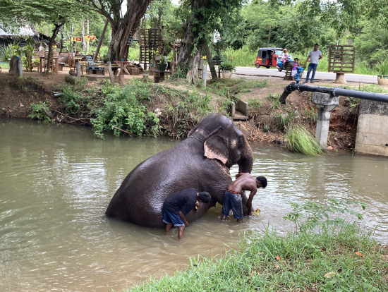 こちらのゾウさんに乗せてもらいました!洗っているところです!