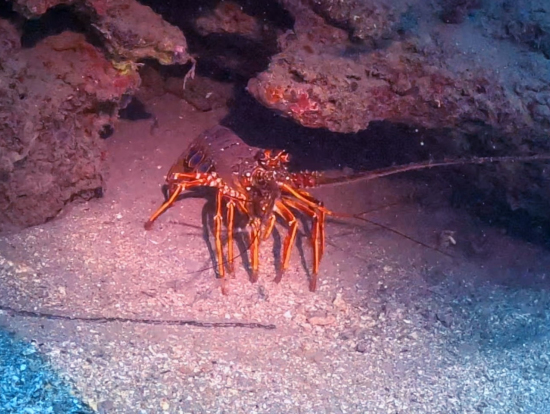 伊勢エビもいるよ(^ ^)