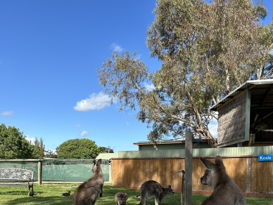 餌やり楽しかったです