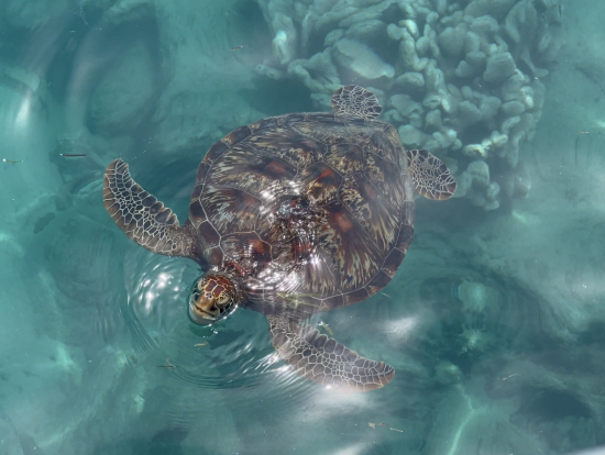 グリーン島桟橋からウミガメが挨拶してくれました!