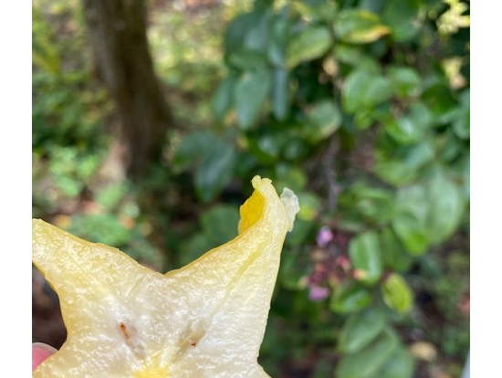 スターフルーツ 後ろが、スターフルーツの花