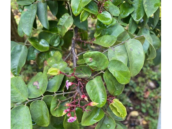 スターフルーツの花