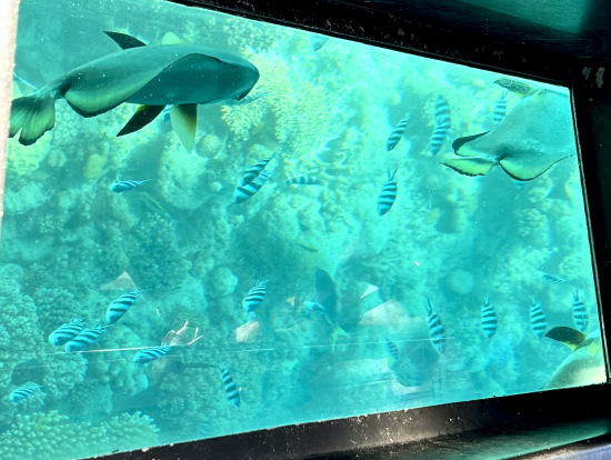 グラスボトムボート