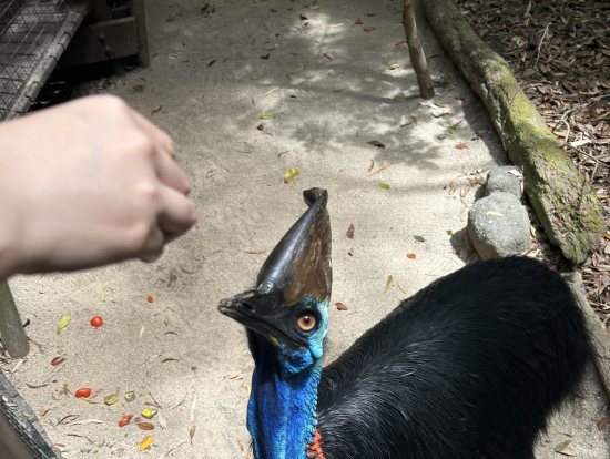 ヒクイドリのもぐもぐタイム