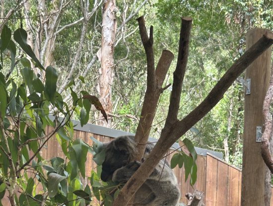 コアラ舎に入ってご対面