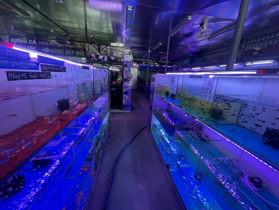 市内の熱帯魚屋さんです。盆栽のお店もたくさんありました。