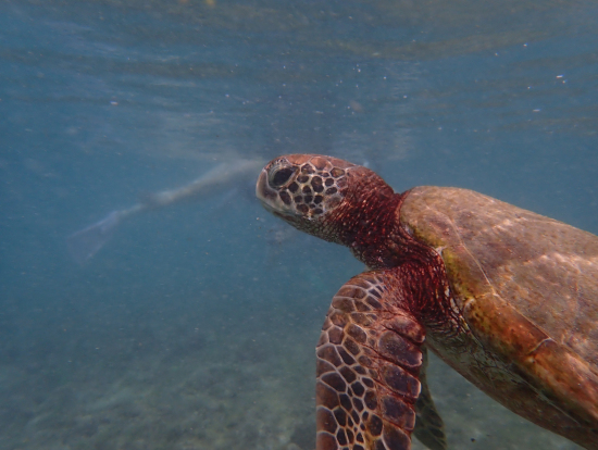 ウミガメと写真も撮っていただきました!!