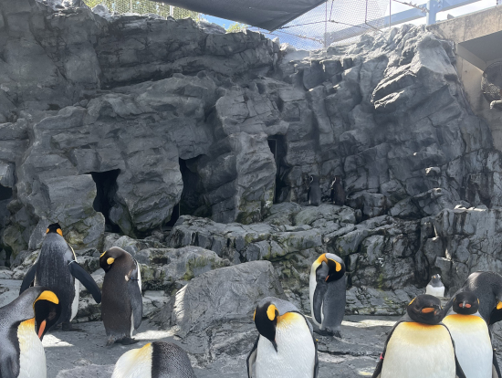 ペンギンこんなにたくさん出て来た^_^