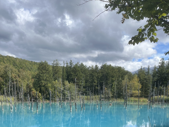 自然の作り出す色