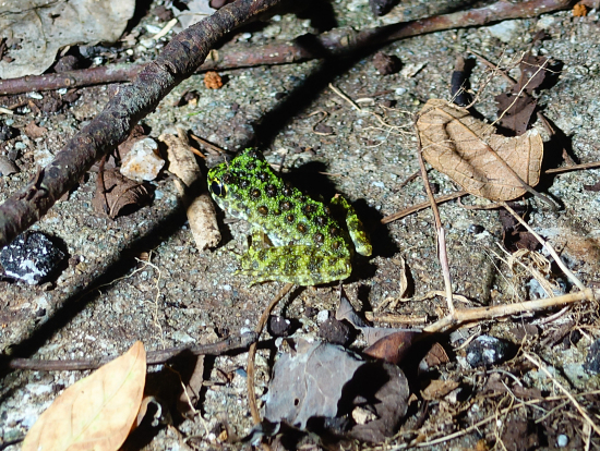 オキナワイシカワガエル