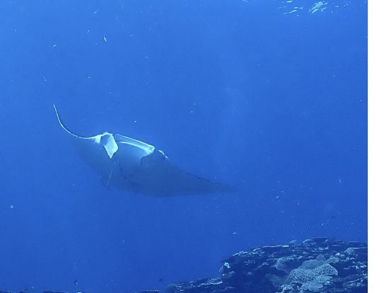 マンタです。 じっくり観察できました・