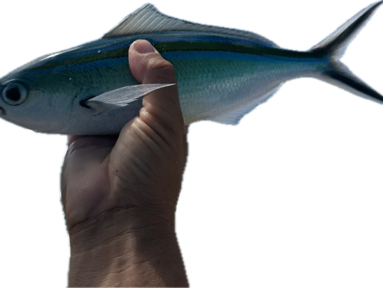 グルクン 後ほどから揚げに。うまいですね。