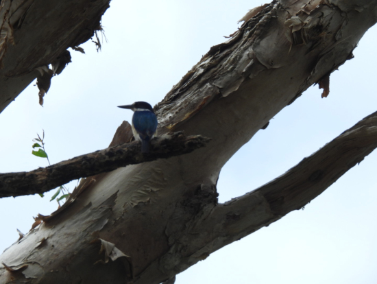 リバーウォークではカワセミがいました!