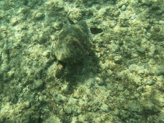 優雅に泳いでました