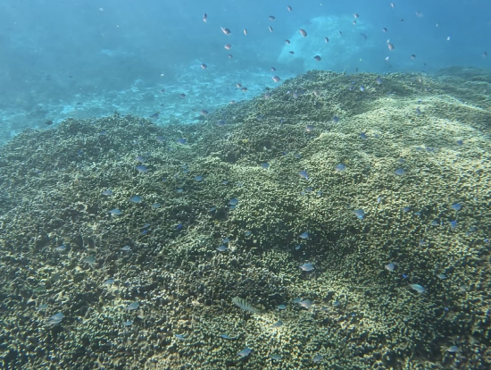 サンゴ礁と鮮やかな小魚