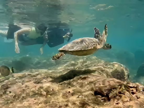 巡り会えたウミガメです!!